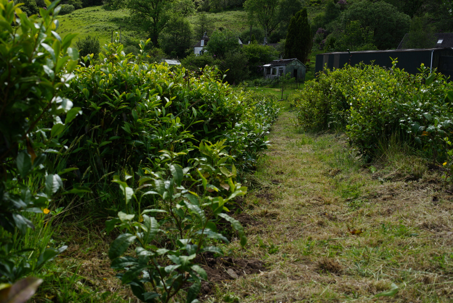 Glen Caladh Single Estate Black Tea 2025