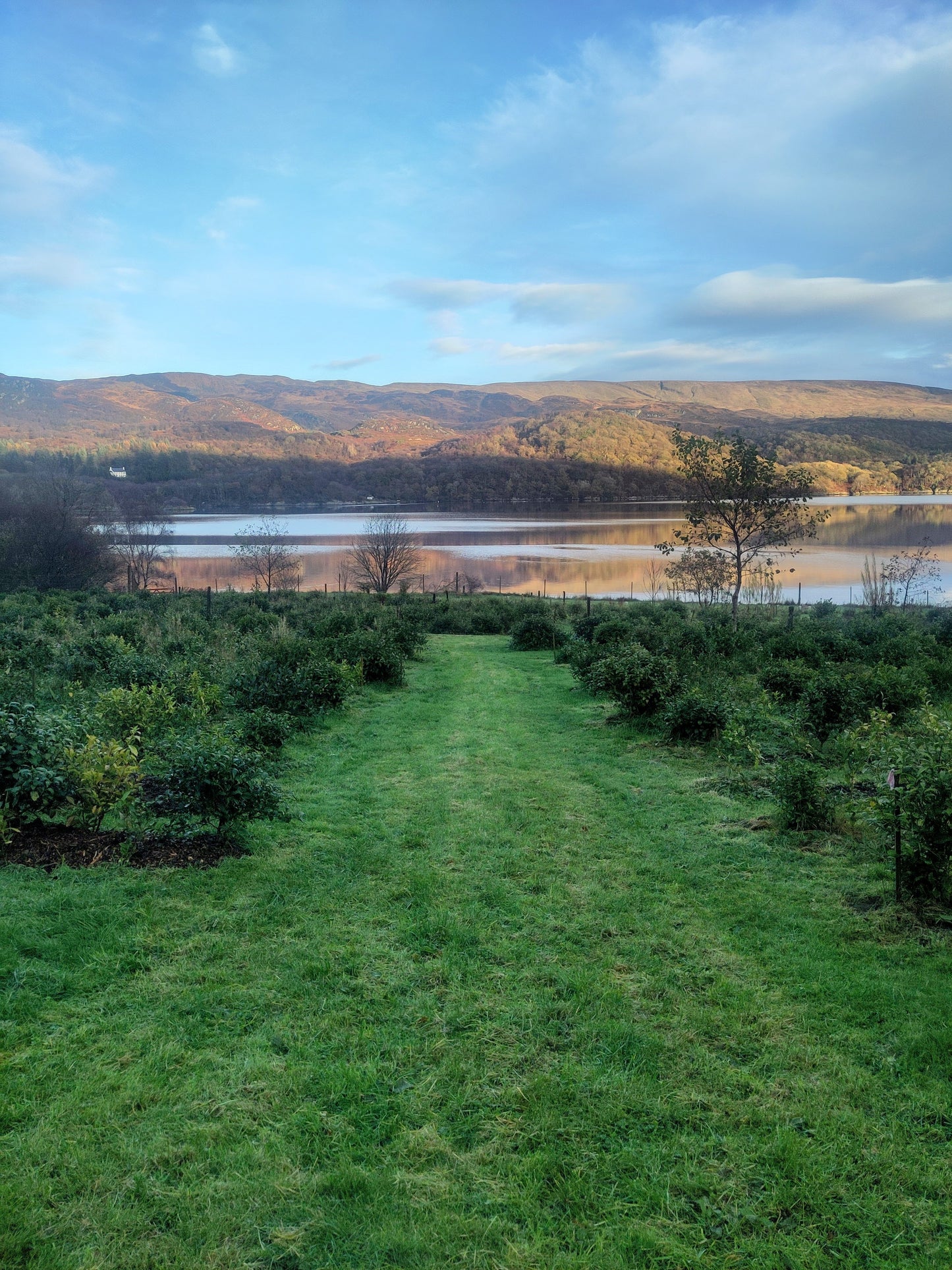 Glen Caladh Single Estate Black Tea 2025